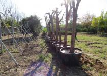 Kavşak Düzenlemesi Çalışmalarında Ağaç Kesimi Yok, Ağaç Nakli Var…