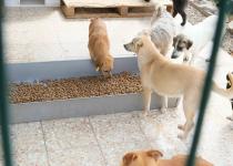 Büyükşehir Hayvan Bakımevi’ni Ziyaret Eden Adana Veteriner Hekimler Odası Yöneticileri İddiaları Yerinde İnceledi Ve Açıklama Yaptı.