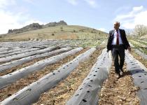 Büyükşehir Pozantı’da 1 milyon 200 çilek fidesi daha dağıttı
