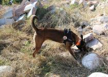 İnsan dostu özel köpeklerin eğitimi sürüyor