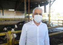 Büyükbaş hayvanları korumak için ilaçlama…