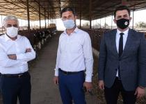 Hayvanlarda üç gün hastalığına karşı ilaçlama aralıksız sürüyor
