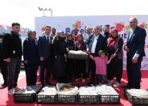 Pozantılı Üreticiye 900 Bin Çilek Fidesi Daha Dağıtıldı