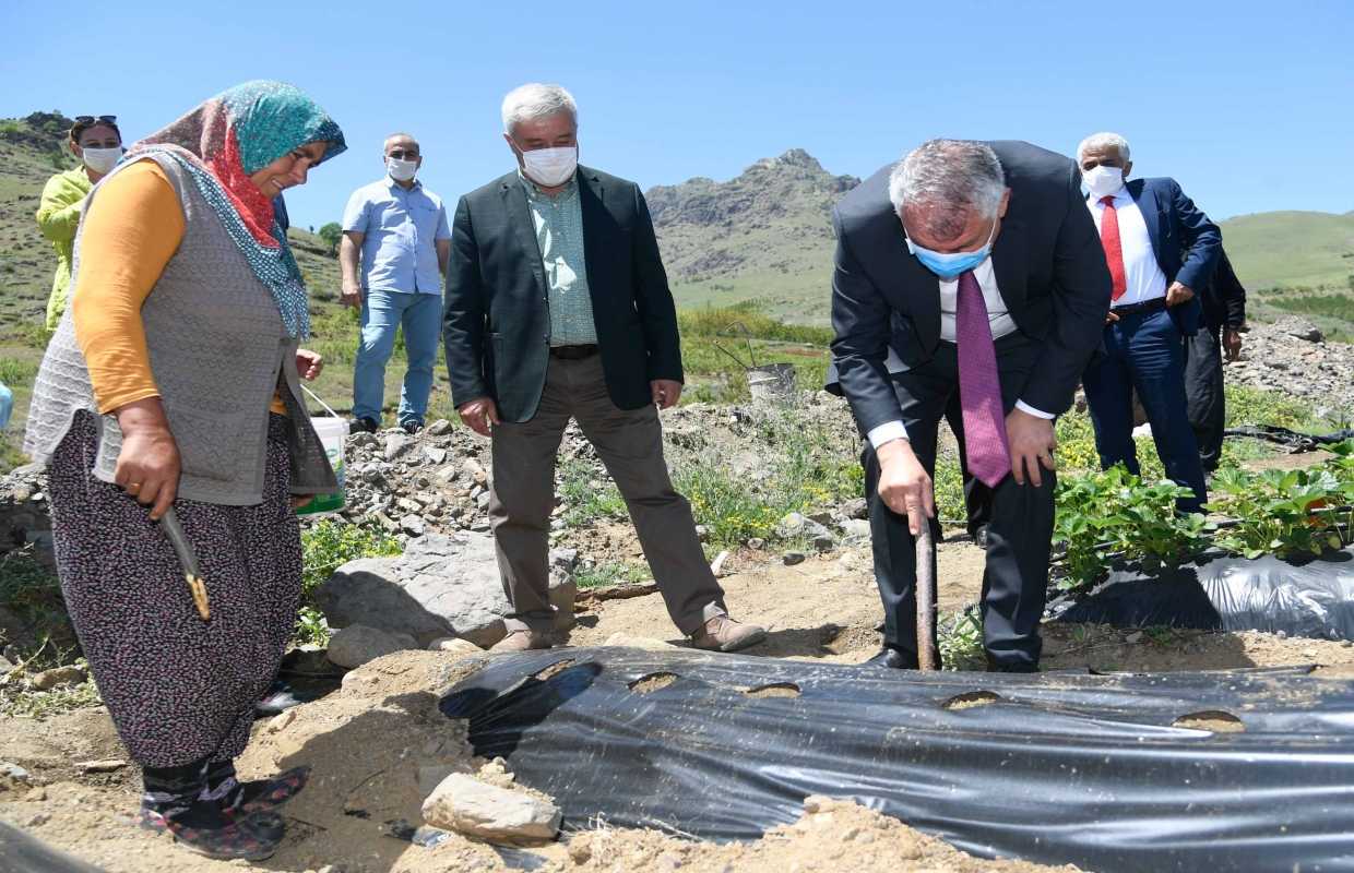 Çiftçiler Günü’nde üreticiye 600 bin çilek fidesi dağıtıldı