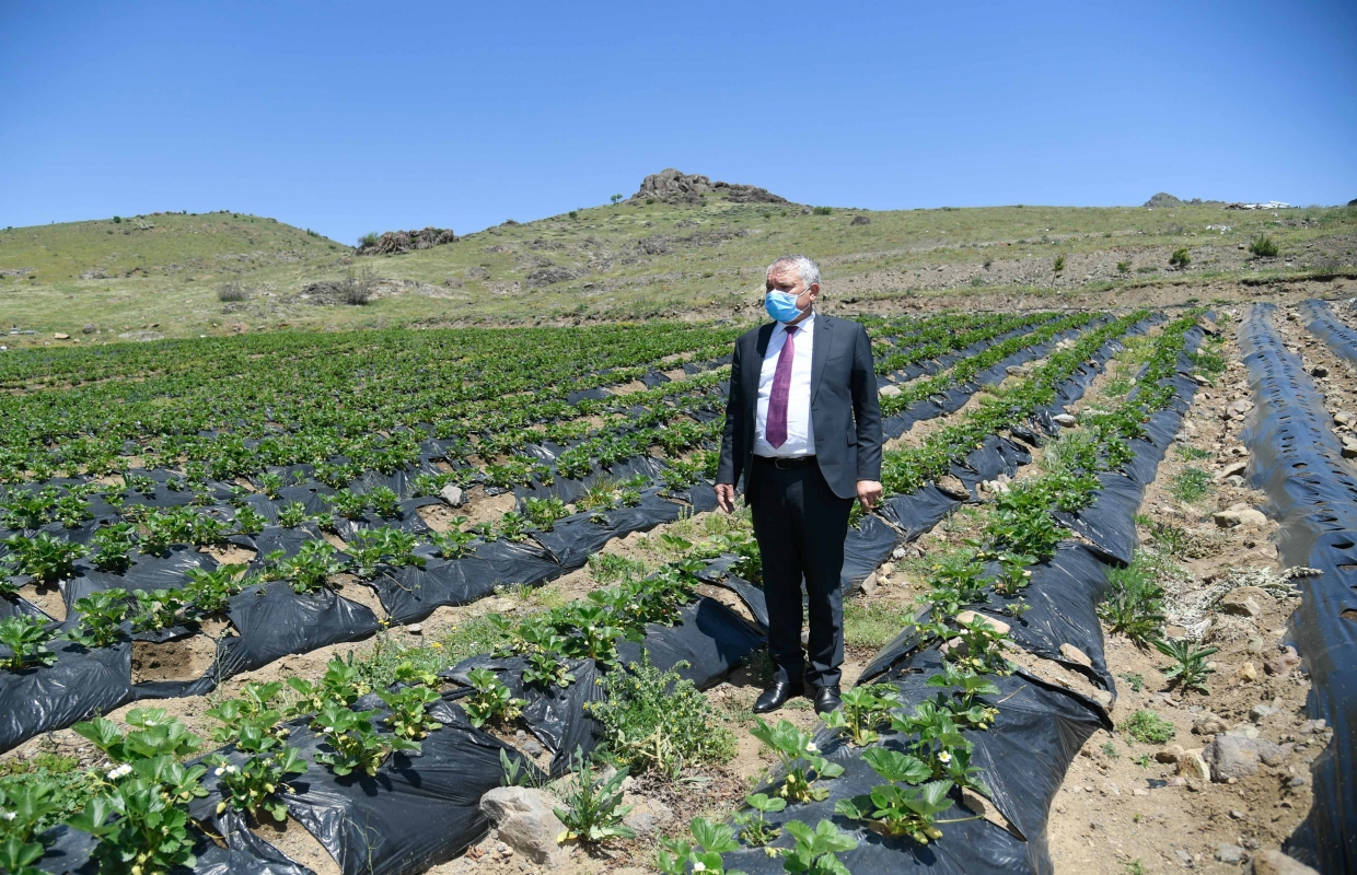 Çiftçiler Günü’nde üreticiye 600 bin çilek fidesi dağıtıldı
